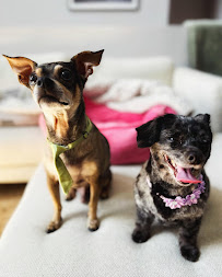 Majestic Roots Pet Care, LLC - Photo 5 - Car repair in , Arvada