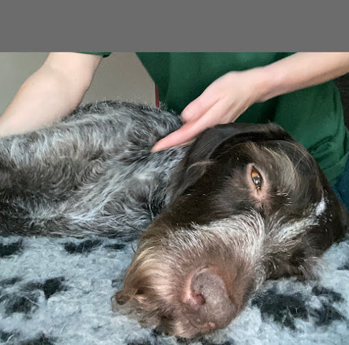 East Midlands Clinical Canine Massage - Massage therapist