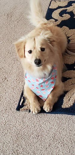 Jennie's Pet Grooming