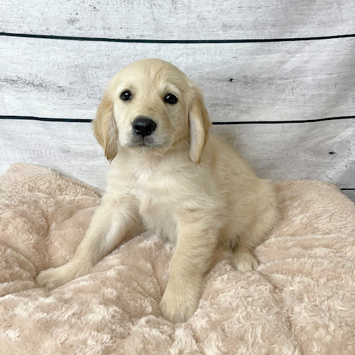 Pet Store «Petland», reviews and photos, 351 Diederich Blvd, Ashland, KY 41101, USA