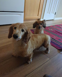 Care Fur Pawz - Photo 4 - Car repair in , Aurora