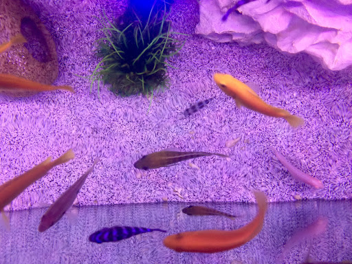 Aquarium Shop «Artistic Aquatics», reviews and photos, 1035 Forest View Dr N, Ellettsville, IN 47429, USA