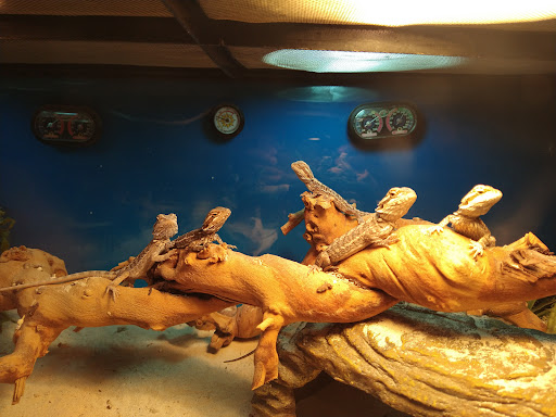 Pet Store «Petland», reviews and photos, 1514 Stonecreek Dr, Pickerington, OH 43147, USA