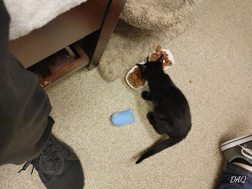 Pet Supply Store «Pet Supplies Plus», reviews and photos, 180 N Randall Rd, North Aurora, IL 60542, USA