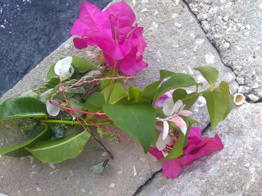 Shopping Mall «College Plaza Shopping Center», reviews and photos, 8595 College Pkwy, Fort Myers, FL 33907, USA