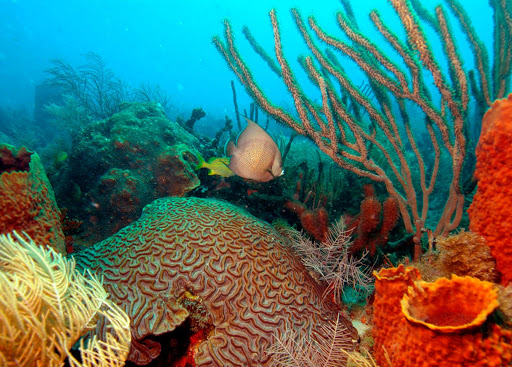 Cancun Diving - Discount Scuba Diving