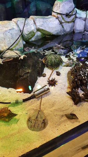 SEA LIFE Michigan Aquarium - photo 21