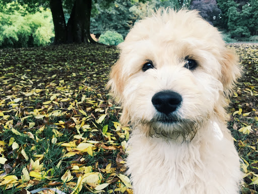 Park «Laurelhurst Park», reviews and photos, SE Cesar E Chavez Blvd & Stark St, Portland, OR 97214, USA