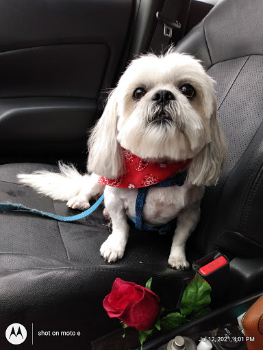 Supermarket «Walmart Neighborhood Market», reviews and photos, 1885 N Pine Island Rd, Plantation, FL 33322, USA