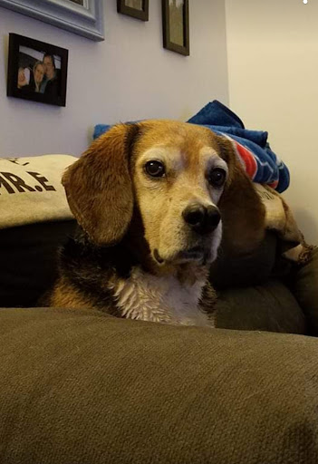 Lake Station Pet Clinic