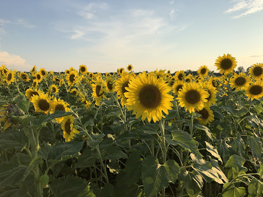 Agricenter Sunflower Trail