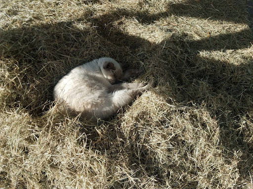 Animal Feed Store «Farm City Inc», reviews and photos, 440 S Park Ave, Apopka, FL 32703, USA