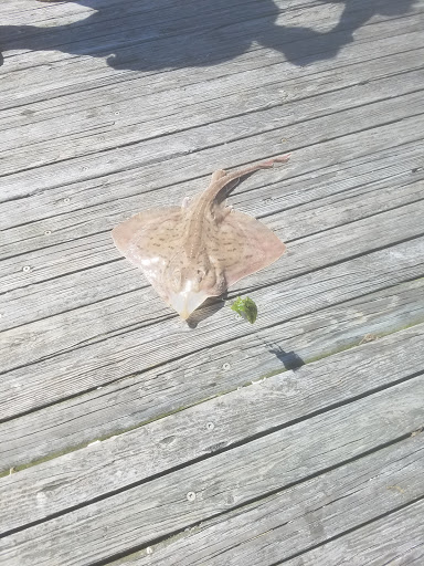 Aquarium «Atlantic City Aquarium», reviews and photos, 800 N New Hampshire Ave, Atlantic City, NJ 08401, USA