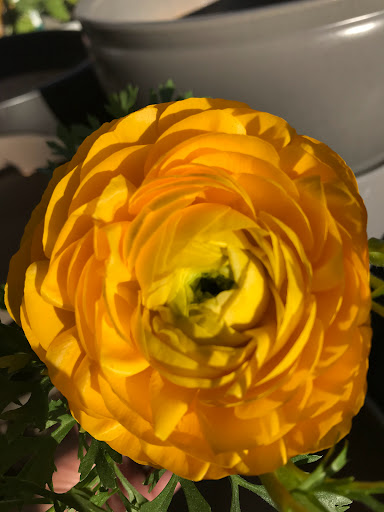 Shopping Mall «Carlmont Village Shopping Center», reviews and photos, 1049 Alameda de las Pulgas, Belmont, CA 94002, USA