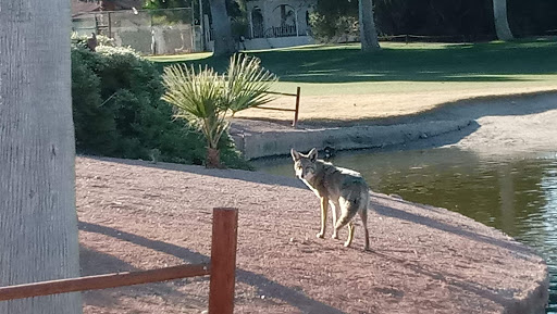 Golf Club «Las Vegas National Golf Course», reviews and photos, 1911 E Desert Inn Rd, Las Vegas, NV 89109, USA