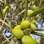 Photo n°4 de l'avis de Sudip.h fait le 24/10/2023 à 22:08 sur le  Acquarossabed à Contrada