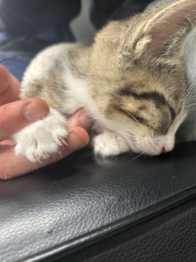 Veterinary Emergency Group image