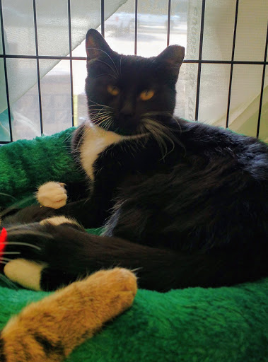 Pet Supply Store «Petco Animal Supplies», reviews and photos, 2722 N Josey Ln #107, Carrollton, TX 75007, USA