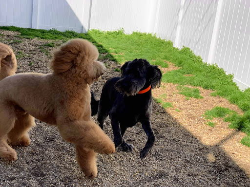 Pet Groomer «Precious Paws», reviews and photos, 221 N Marble St, Rockmart, GA 30153, USA