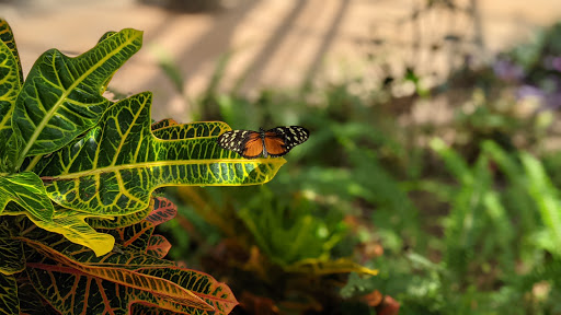 Tourist Attraction «Butterfly Wonderland», reviews and photos, 9500 East Vía de Ventura, Scottsdale, AZ 85256, USA