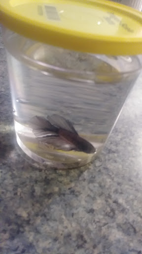 Pet Supply Store «PetSmart», reviews and photos, 501 Frank Sottile Blvd, Kingston, NY 12401, USA