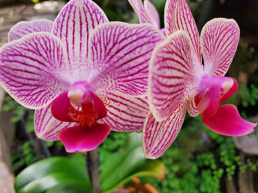 Orchard «The Orchard Shop», reviews and photos, 311 W St Joseph St, Muncie, IN 47303, USA