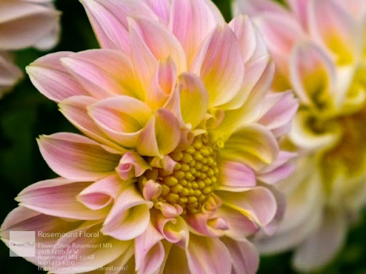 Florist «Rosemount Floral», reviews and photos, 2978 145th St W, Rosemount, MN 55068, USA