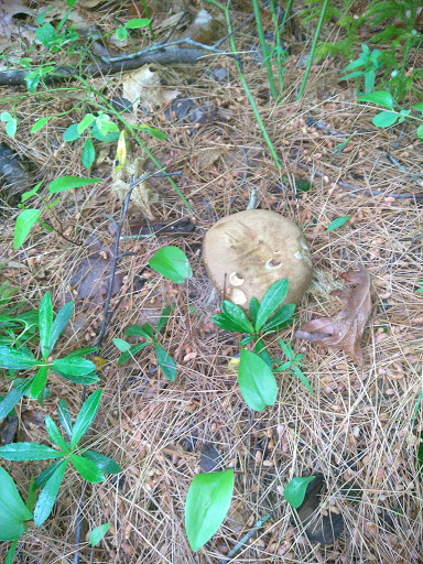 Dog Park «Andover dog park», reviews and photos, 288 High Plain Rd, Andover, MA 01810, USA