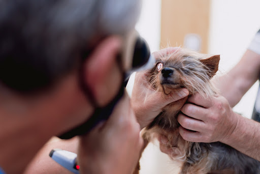 Ivem - Institut Veterinari Mediterrani en Valencia