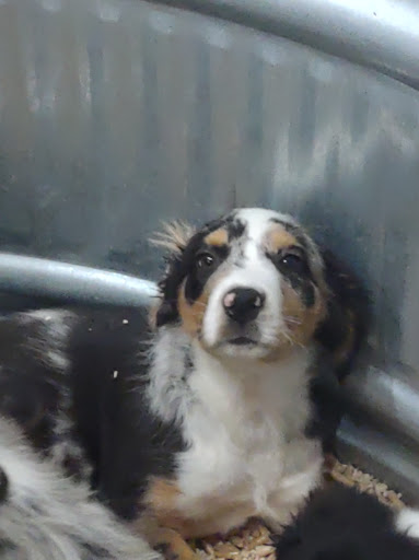 Pet Store «Critter Cabana - Wilsonville», reviews and photos, 8406 SW Main St #200, Wilsonville, OR 97070, USA