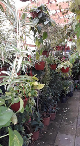 Opiniones de Mi Jardin en Macul - Centro de jardinería