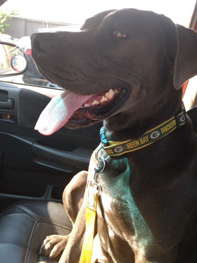 Auto Parts Store «AutoZone», reviews and photos, 815 Dover Rd, Easton, MD 21601, USA