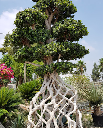 Antalya Ornamental Plants Inc.