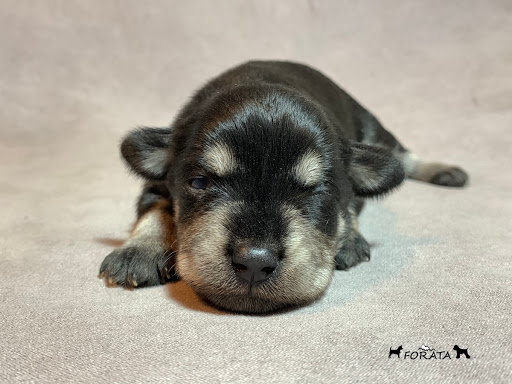 Forata Cachorros - Cocentaina