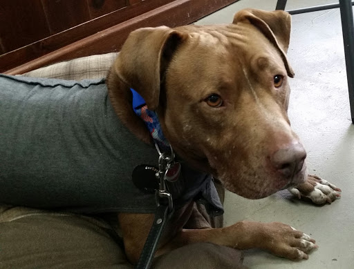 Pet Supply Store «All Natural Pet Supply», reviews and photos, 10501 NE Hwy 99 # 39, Vancouver, WA 98686, USA