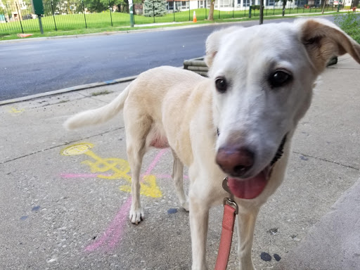 Dog Park «Wiggly Field Dog Friendly Area», reviews and photos, 2645 N Sheffield Ave, Chicago, IL 60614, USA