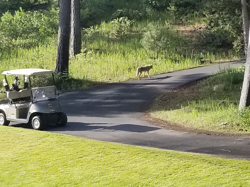 Public Golf Course «Coyote Moon Golf Course», reviews and photos, 10685 Northwoods Blvd, Truckee, CA 96161, USA