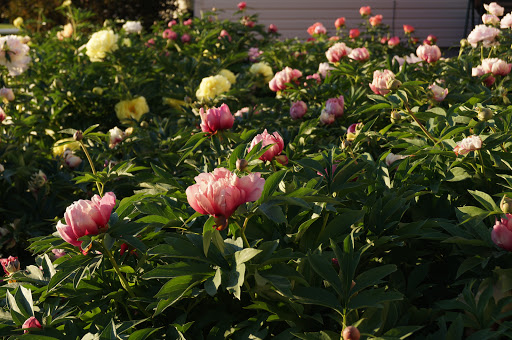 Prairie Peonies Display Garden