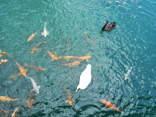 Restaurant «Hidden Valley Animal Adventure», reviews and photos, 2887 Royce Rd, Varysburg, NY 14167, USA