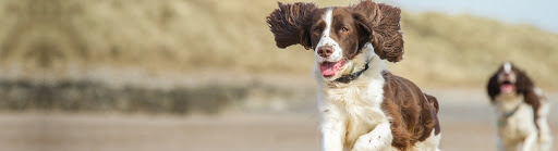 Hike Hundemad A/S in Viborg, Viborg