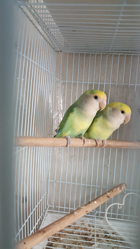 Flea Market «Triune Flea Market», reviews and photos, 7960 Nolensville Rd, Arrington, TN 37014, USA