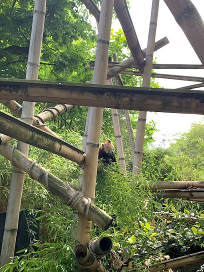 Enclos des pandas roux