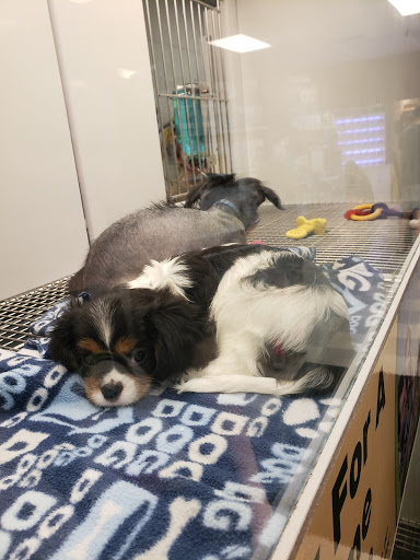 Pet Store «Petland Las Vegas», reviews and photos, 8800 W Charleston Blvd #3, Las Vegas, NV 89145, USA