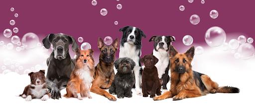 Doggie Doos By Amy Lou, 132 2nd St NE, New Philadelphia, OH 44663, USA, 