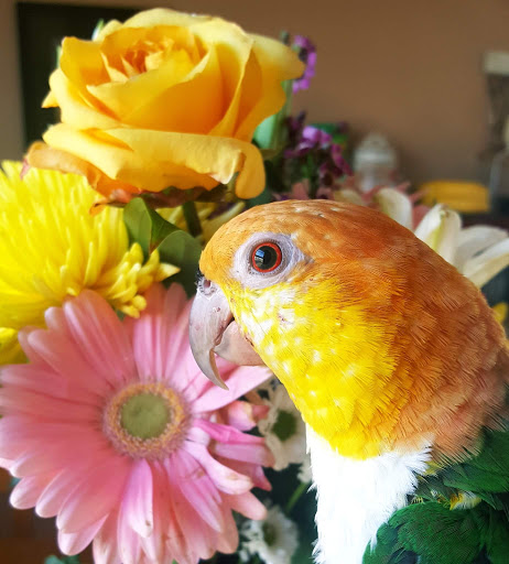 Bird Shop «Varietees Bird Shop», reviews and photos, 60 Meramec Valley Plaza, Valley Park, MO 63088, USA