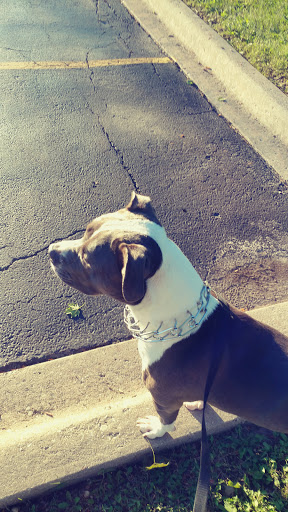 Pet Supply Store «Pet Supplies Plus», reviews and photos, 61 Irving Park Rd, Streamwood, IL 60107, USA