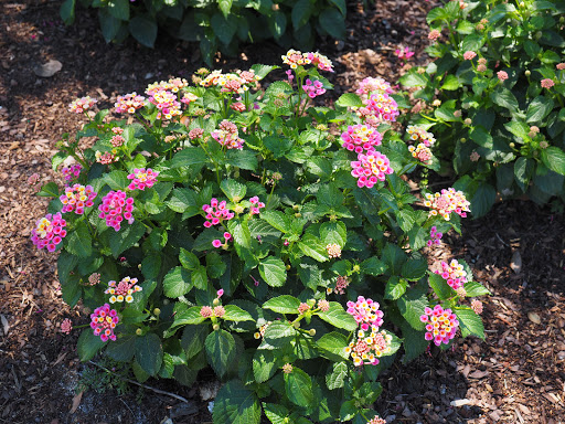 Golf Shop «Seven Springs Golf Shop», reviews and photos, 3535 Trophy Blvd, Trinity, FL 34655, USA