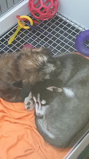 Pet Store «Petland Hilliard», reviews and photos, 5253 Nike Dr, Hilliard, OH 43026, USA