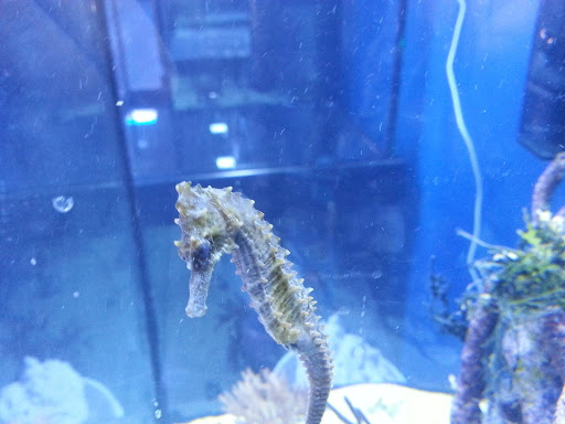 Tropical Fish Store «Reef Oasis», reviews and photos, 7669 Mentor Ave, Mentor, OH 44060, USA