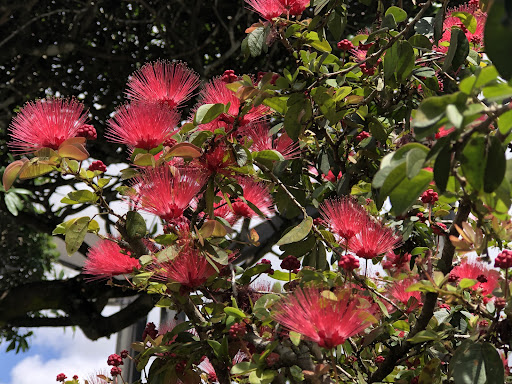 Tourist Attraction «Butterfly World», reviews and photos, 3600 W Sample Rd, Coconut Creek, FL 33073, USA